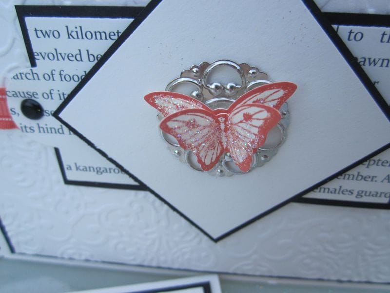 Proj butterfly close